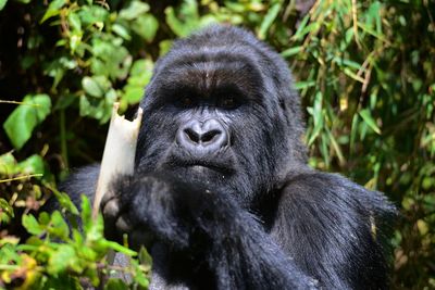 Portrait of a silverback mountain gorilla