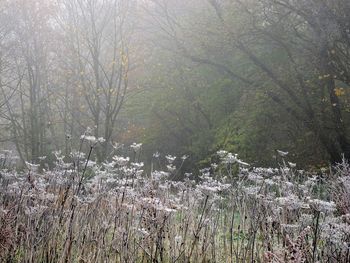 Close-up of plants against trees