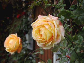 Close-up of rose plant