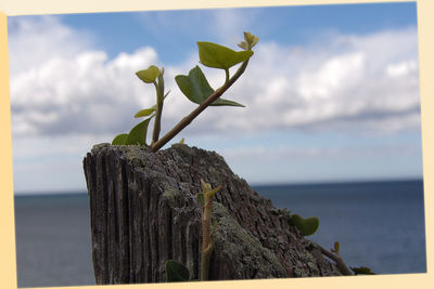 Close-up of plant against sea