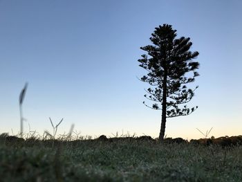 Close-up of tree against clear sky