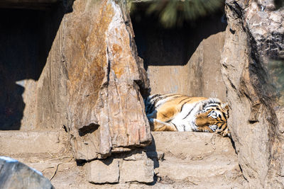 Close-up of tiger