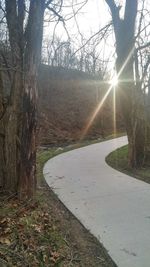 Sun shining through trees