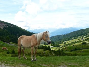Horses on grassy field against mountains