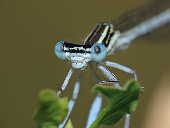 Close-up of insect on leaf