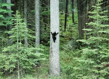 View of a forest