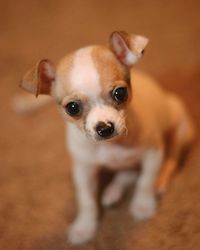 Close-up portrait of a puppy