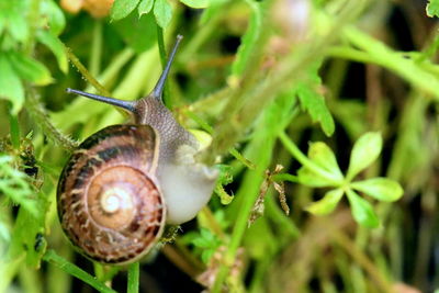 snail