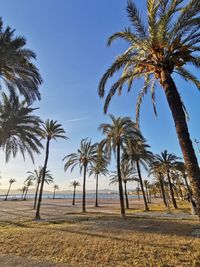 Palm trees on field against clear sky