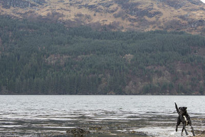 View of a dog in calm water