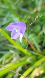 Close-up of purple flowering plant