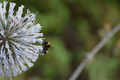 In nature, a tiny bee on a thorn.