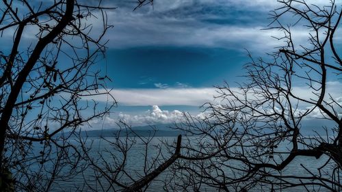 Low angle view of bare trees against blue sky