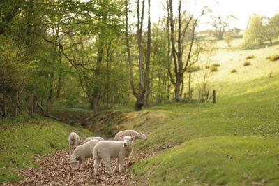 Sheep standing in a field