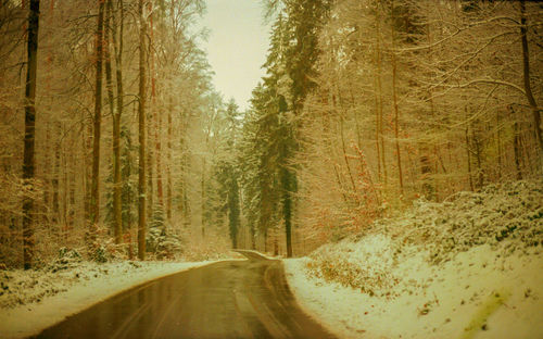 Road amidst trees in forest during winter