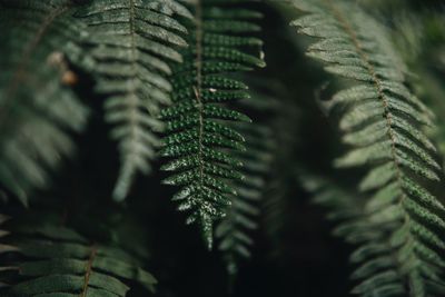 High angle view of fern leaves