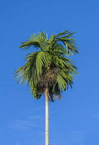 Low angle view of coconut palm tree against blue sky