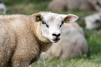 Portrait of sheep standing in a field