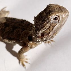 Close-up of a lizard