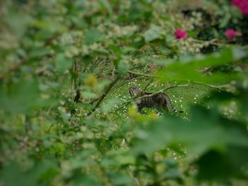 Insect on plant