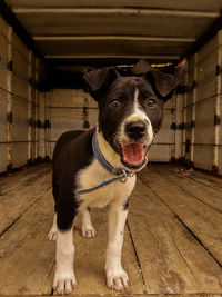 Portrait of dog standing on floor