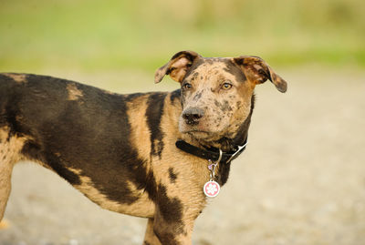 Close-up of dog