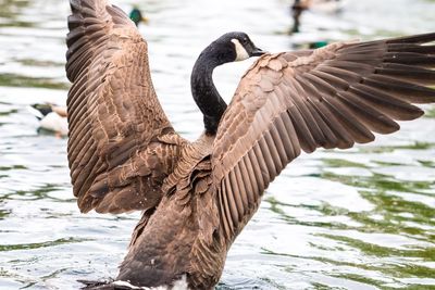 Close up of canada goose