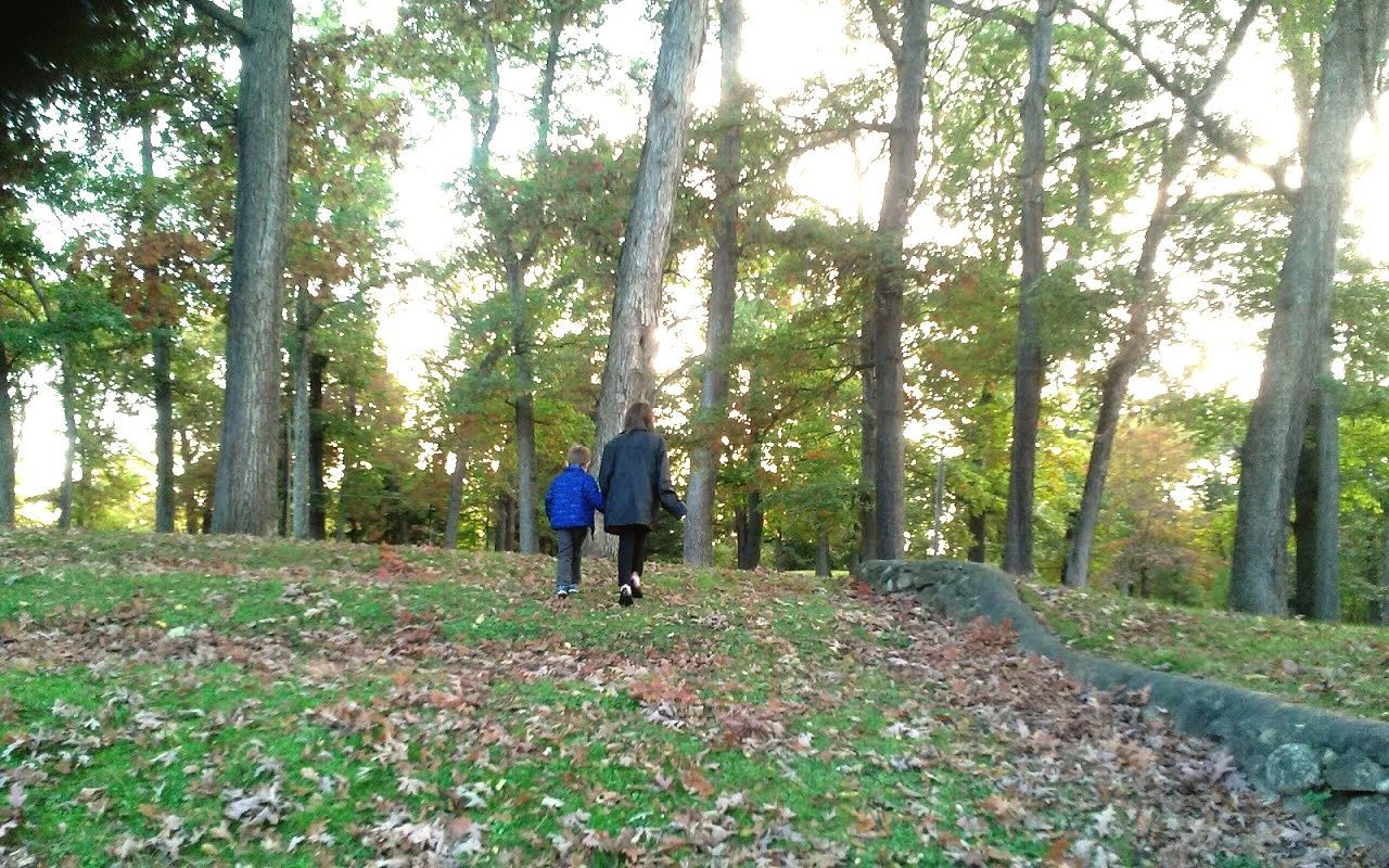 tree, plant, land, real people, rear view, forest, full length, one person, leisure activity, lifestyles, day, growth, nature, men, casual clothing, walking, woodland, beauty in nature, tranquility, outdoors