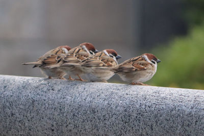 Close-up of birds perching on retaining wall