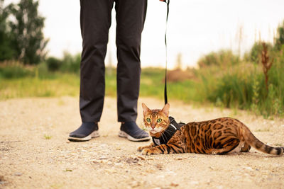 Scared beautiful bengal cat with green eyes outdoors lying on ground.unrecognizable man walking 