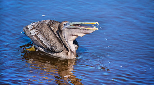 High angle view of bird swimming in lake