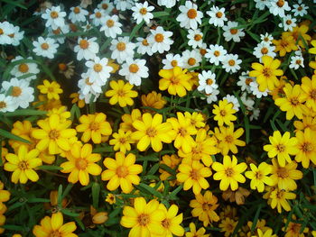 Close-up of yellow flowers blooming outdoors