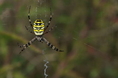 Close-up of spider on web