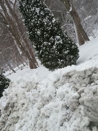 Snow covered trees