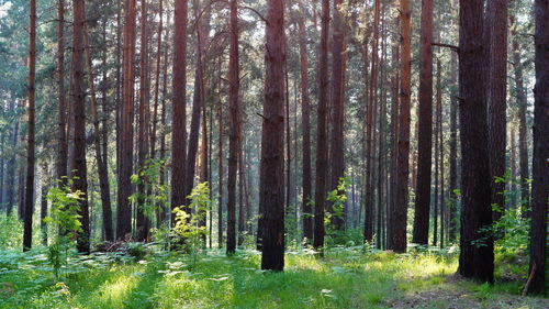 Trees in forest