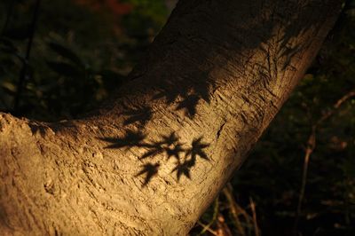 Close-up of lizard on tree trunk