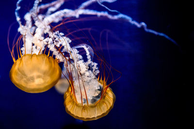 Close-up of jellyfish swimming in sea