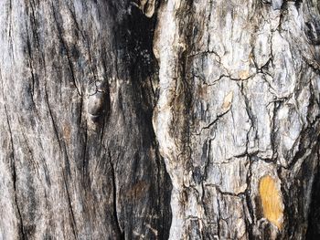 Full frame shot of tree trunk