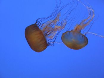 Close-up of jellyfish against blue background
