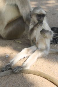 Monkeys sitting outdoors