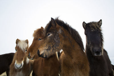 Curious icelandic horses in spring