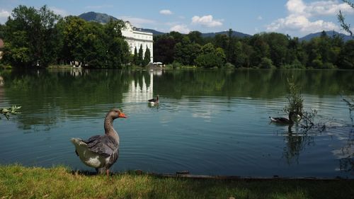 Swans on a lake