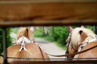 View of horse riding