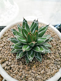 High angle view of succulent plant