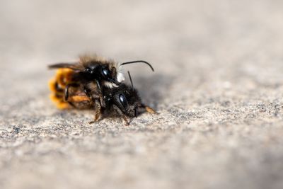 Close-up of bee