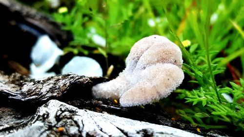 Close-up of mushrooms