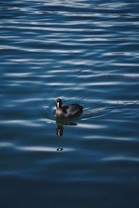 Bird swimming in lake