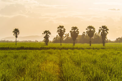 Scenic view of field against sky during sunset