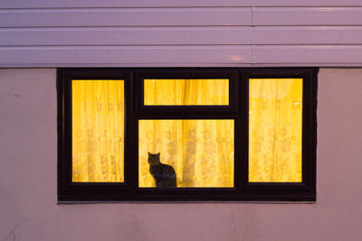 Cat looking through window