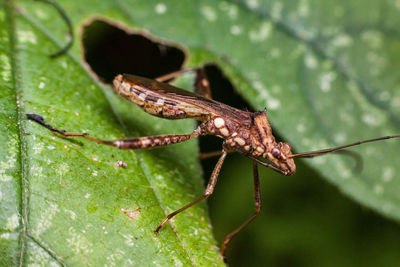 Close-up of insect on leaf